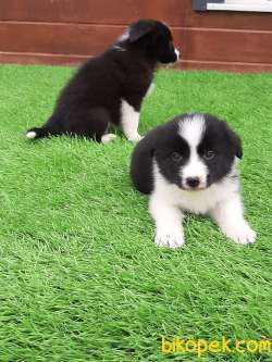 MUKEMMEL BORDER COLLİ YAVRULARI 5