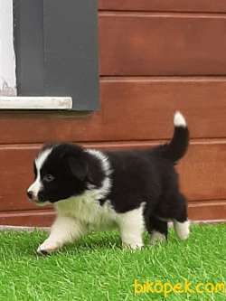 MUKEMMEL BORDER COLLİ YAVRULARI 3