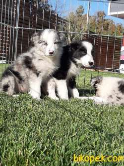 MÜKEMMEL BORDER COLLİ YAVRULARI BLUE MERLE 3