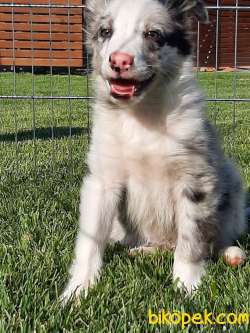 MÜKEMMEL BORDER COLLİ YAVRULARI BLUE MERLE 2
