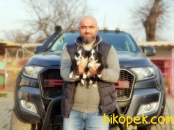 MÜKEMMEL BORDER COLLİE YAVRU 5