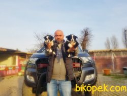 MÜKEMMEL BORDER COLLİE YAVRU 4