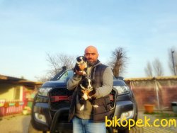MÜKEMMEL BORDER COLLİE YAVRU 3