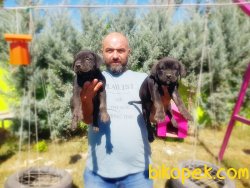 MÜKEMMEL CANE CORSO YAVRU 5