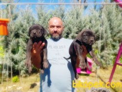 MÜKEMMEL CANE CORSO YAVRU 2