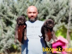 MÜKEMMEL CANE CORSO YAVRU 3