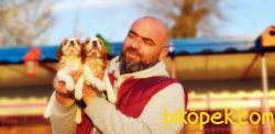 MÜKEMMEL CAVALİER KİNG CHARLES YAVRU 5