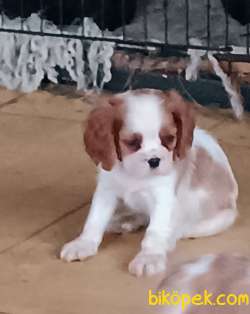Mükemmel Cavalier Spaniel Yavrular 3