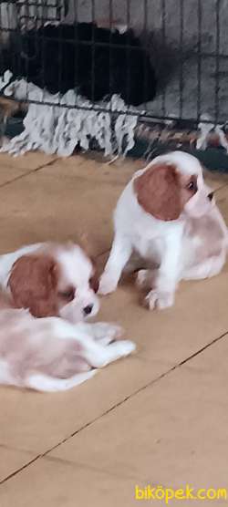 Mükemmel Cavalier Spaniel Yavrular 2