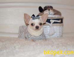 Mukemmel Chihuahua Yavruları 1