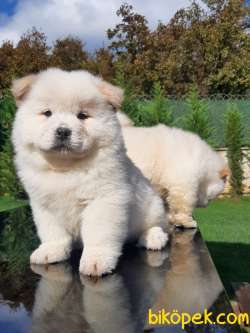 MÜKEMMEL CHOW CHOW YAVRULARIMIZ 2