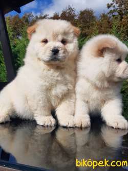 MÜKEMMEL CHOW CHOW YAVRULARIMIZ 5