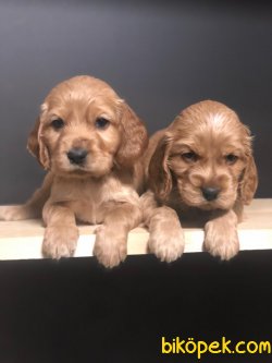 MÜKEMMEL COCKAPOO YAVRULARIMIZ 1