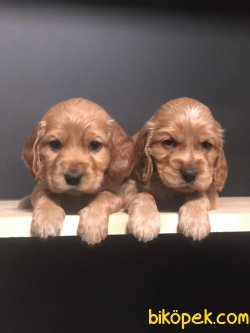 MÜKEMMEL COCKAPOO YAVRULARIMIZ 3