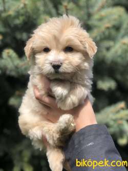 Mükemmel Dizayn Irk Maltipoo Bebeği 2