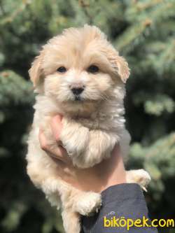 Mükemmel Dizayn Irk Maltipoo Bebeği 1