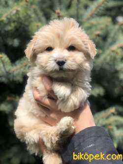 Mükemmel Dizayn Irk Maltipoo Bebeği 3