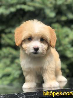 Mükemmel Dizayn Maltıpoo Yavrumuz 4