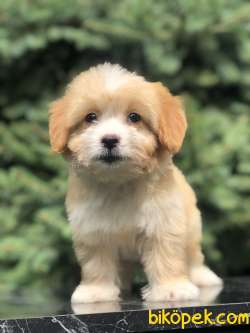 Mükemmel Dizayn Maltıpoo Yavrumuz 2