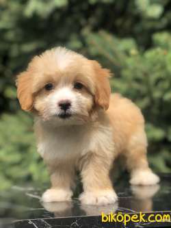 Mükemmel Dizayn Maltıpoo Yavrumuz 1