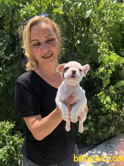 Mükemmel French Bulldog Yavrularımız 3