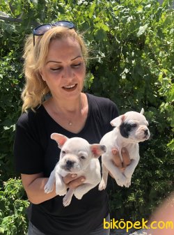 Mükemmel French Bulldog Yavrularımız 5