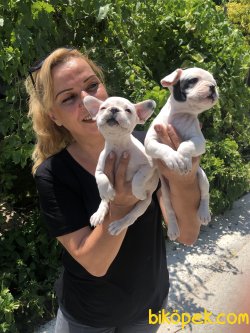 Mükemmel French Bulldog Yavrularımız 2
