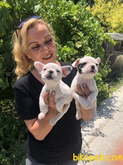 Mükemmel French Bulldog Yavrularımız 1