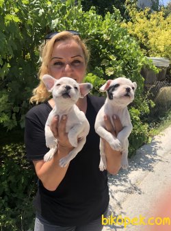 Mükemmel French Bulldog Yavrularımız 4