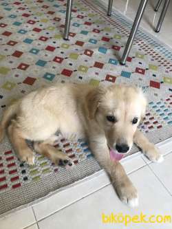 Mükemmel Golden Retriever 4