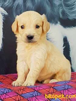 MUKEMMEL GOLDEN RETRIEVER YAVRULARI 1