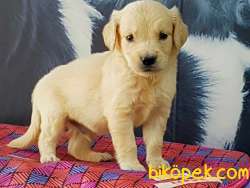 MUKEMMEL GOLDEN RETRIEVER YAVRULARI 5