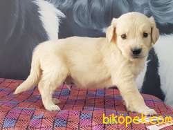 MUKEMMEL GOLDEN RETRIEVER YAVRULARI 4
