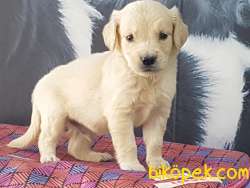 MUKEMMEL GOLDEN RETRIEVER YAVRULARI 3