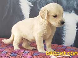 MUKEMMEL GOLDEN RETRIEVER YAVRULARI 2