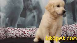 Mukemmel GOLDEN RETRIEVER YAVRULARI 4
