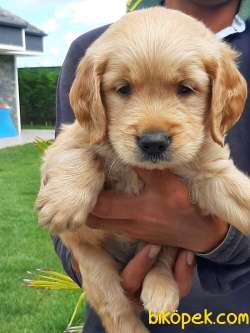 MUKEMMEL GOLDEN RETRIEVER YAVRULARI 5