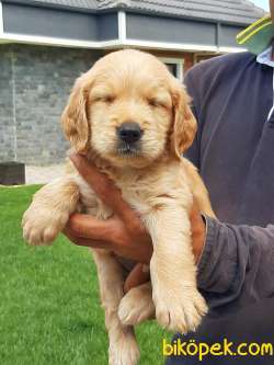 MÜKEMMEL GOLDEN RETRIEVER YAVRULARI Kalıte Burda 4