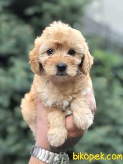 Mükemmel Görsellikteki Maltıpoo Yavrumuz 2