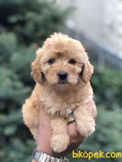 Mükemmel Görsellikteki Maltıpoo Yavrumuz 1