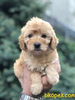 Mükemmel Görsellikteki Maltıpoo Yavrumuz 3