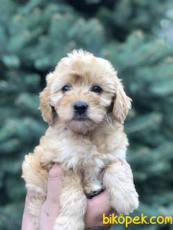 Mükemmel Görsellikteki Maltıpoo Yavrumuz 4