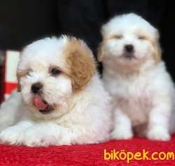 MÜKEMMEL GÜZELLİĞE SAHİP MALTİPOO YAVRULARIMIZ 2