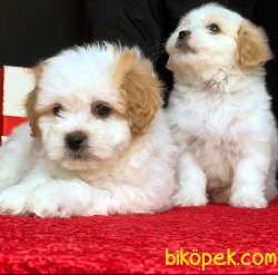MÜKEMMEL GÜZELLİĞE SAHİP MALTİPOO YAVRULARIMIZ 1