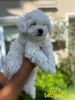 Mükemmel Güzellikte 0 Numara Maltese Terrier Bebekler 2