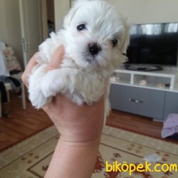 Mükemmel Güzellikte 0 Numara Maltese Terrier Bebekler 1