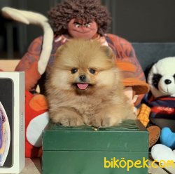 Mükemmel Güzellikte Ayicik Yuz Pomeranian Boo Yavruları 1