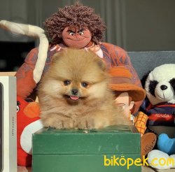 Mükemmel Güzellikte Ayicik Yuz Pomeranian Boo Yavruları 2