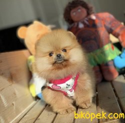 Mükemmel Güzellikte Ayicik Yuz Pomeranian Boo Yavruları 4