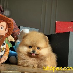 Mükemmel Güzellikte Ayicik Yuz Pomeranian Boo Yavruları 3